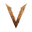 v