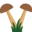 v