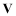 v