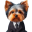 c