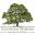 Cotswold Websites favicon