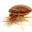 controlbedbug.com