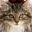 vocalcats.com